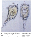 Mikrocodides chlaena
