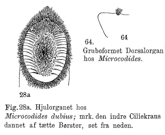 Mikrocodides dubius Mikrocodides dubius