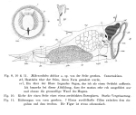 Mikrocodides dubius