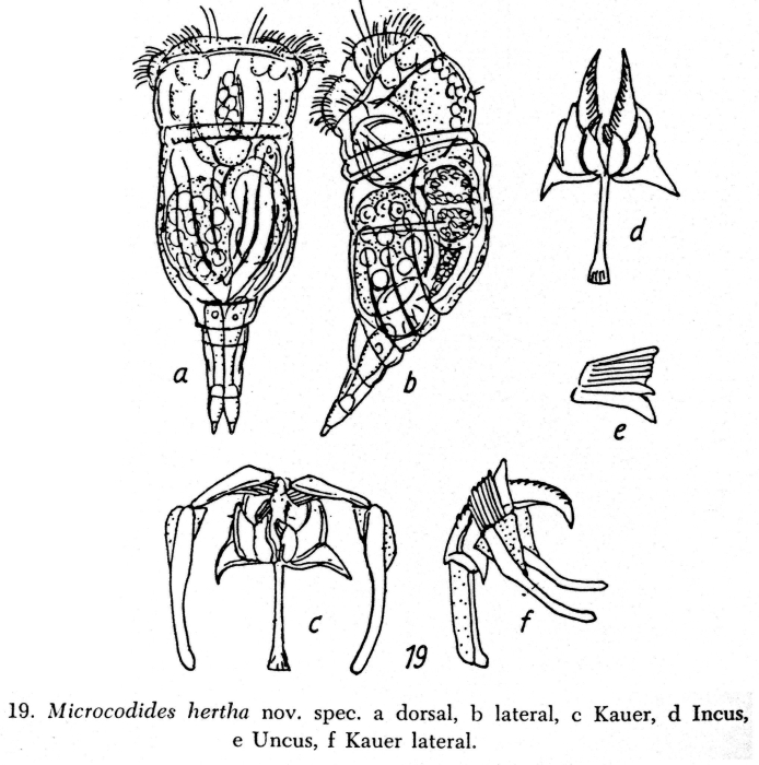 Mikrocodides hertha - Original description image