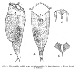 Mikrocodides mobilis - Original description image