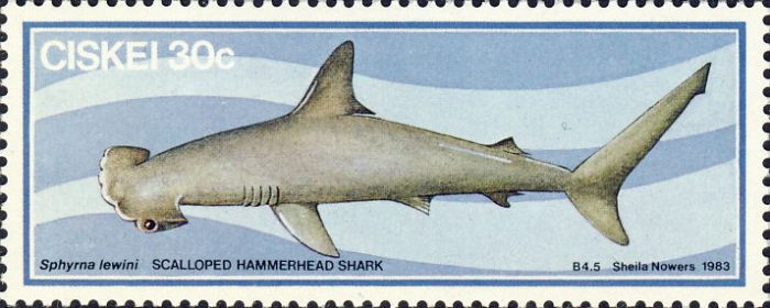 Sphyrna lewini Sphyrna lewini