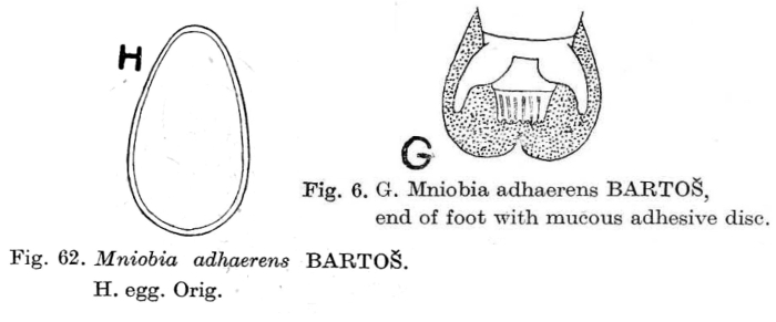 Mniobia adhaerens Mniobia adhaerens
