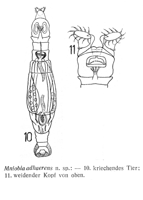 Mniobia adhaerens - Original description image
