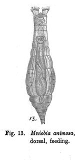 Mniobia animosa - Original description image