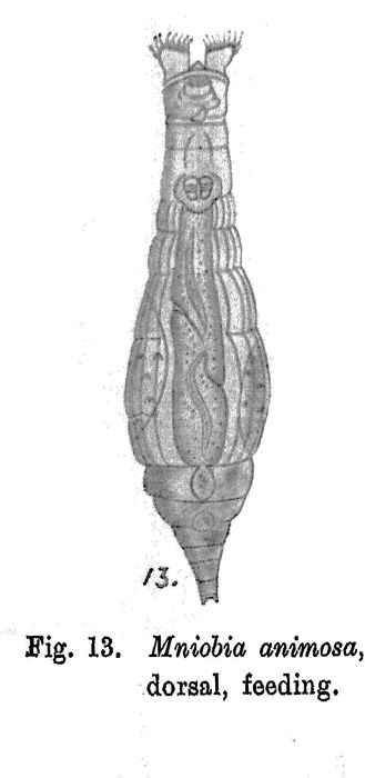 Mniobia animosa - Original description image
