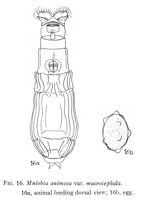 Mniobia animosa var. macrocephala - Original description image