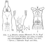 Mniobia armata