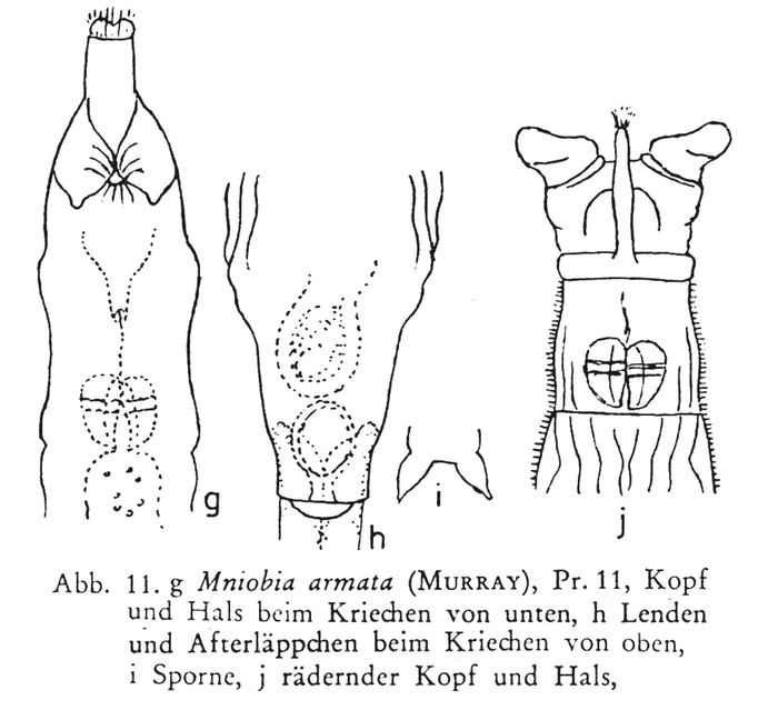 Mniobia armata Mniobia armata