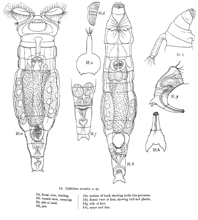 Mniobia armata - Original description image