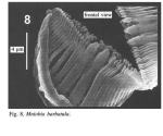 Mniobia barbatula