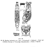 Mniobia barbatula - Original description image