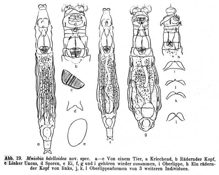 Mniobia bdelloidea - Original description image