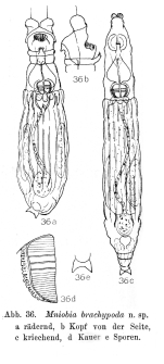 Mniobia brachypoda - Original description image