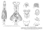 Mniobia branchicola