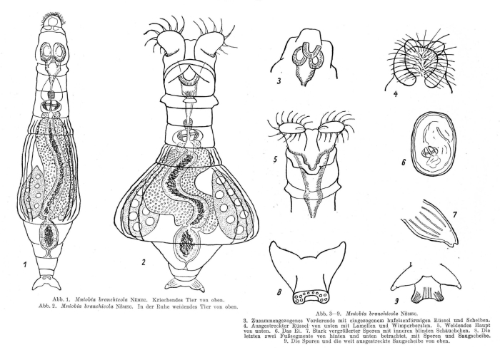 Mniobia branchicola Mniobia branchicola