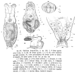 Mniobia branchicola - Original description image