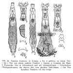 Mniobia bredensis