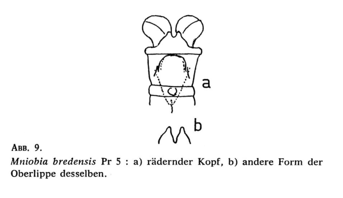 Mniobia bredensis Mniobia bredensis