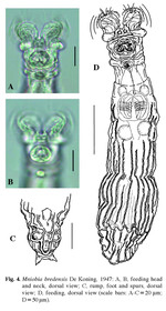 Mniobia bredensis