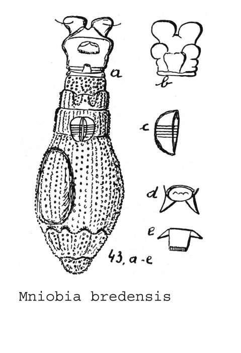 Mniobia bredensis - Original description image