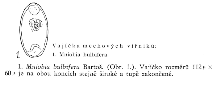 Mniobia bulbifera Mniobia bulbifera