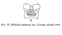 Mniobia burgeri