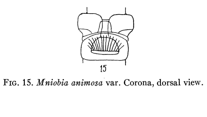 Mniobia burgeri Mniobia burgeri