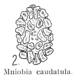 Mniobia caudatula