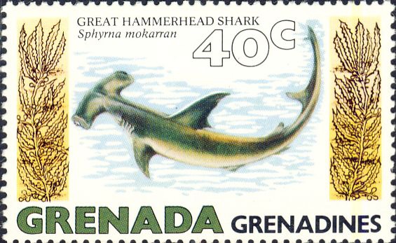 Sphyrna mokarran Sphyrna mokarran