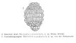 Mniobia caudatula - Original description image