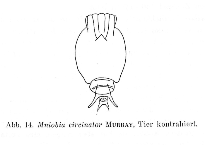 Mniobia circinata Mniobia circinata