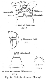 Mniobia circinata