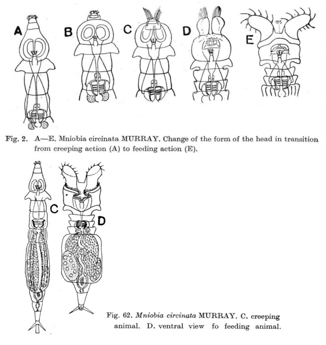 Mniobia circinata Mniobia circinata