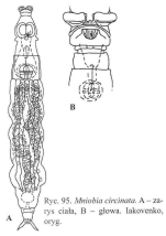 Mniobia circinata