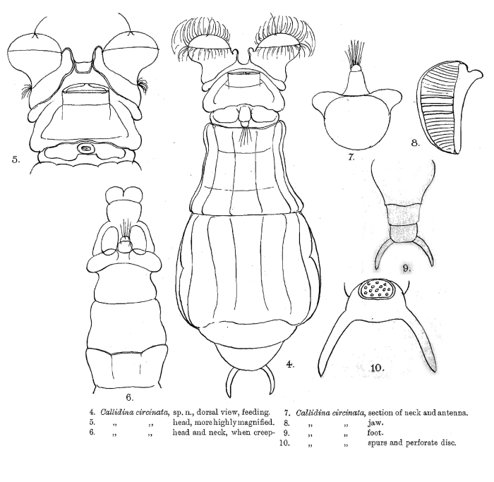 Mniobia circinata Mniobia circinata