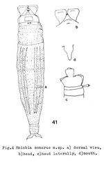Mniobia conarus - Original description image