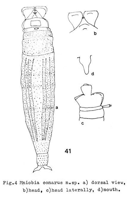 Mniobia conarus - Original description image