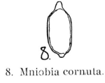 Mniobia cornuta