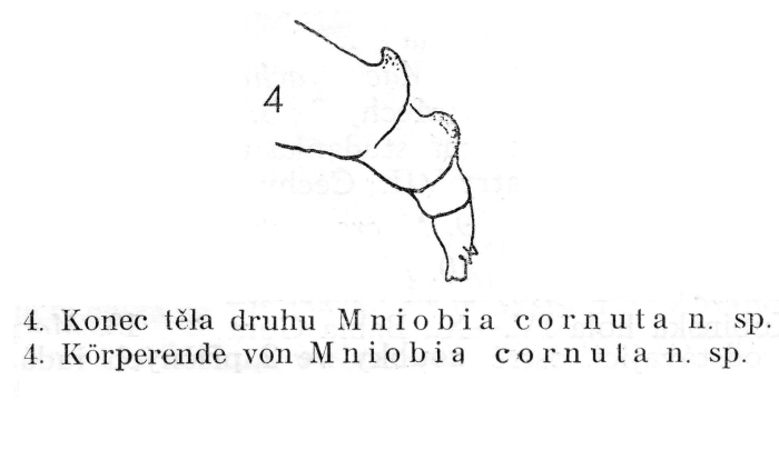 Mniobia cornuta - Original description image
