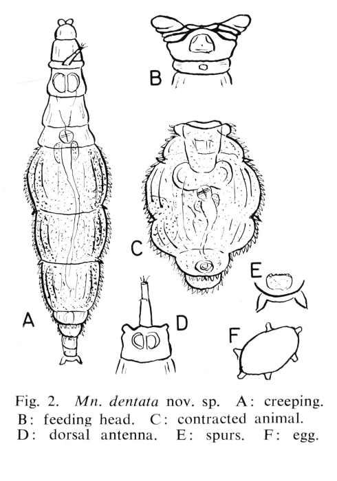 Mniobia dentata - Original description image