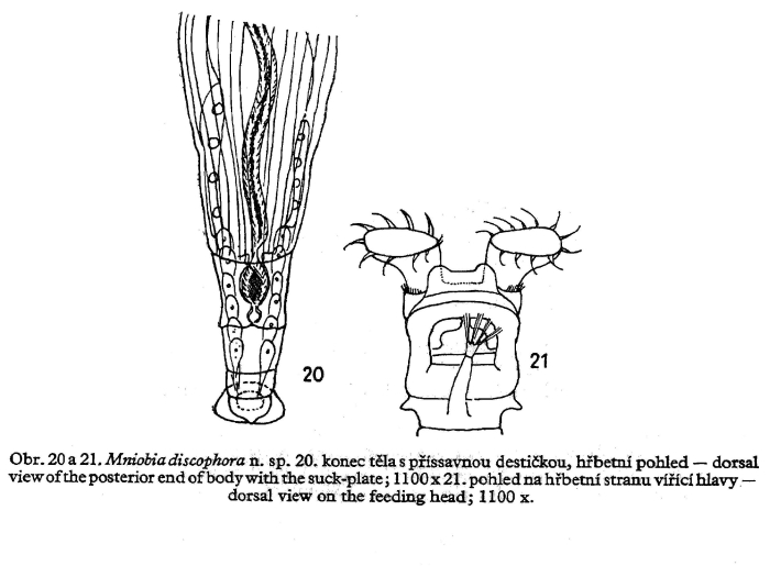 Mniobia discophora - Original description image