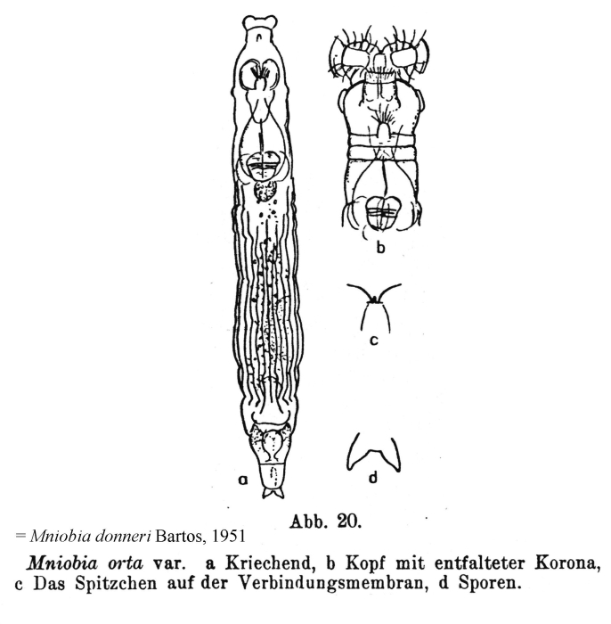 Mniobia donneri Mniobia donneri