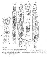 Mniobia edmondsoni