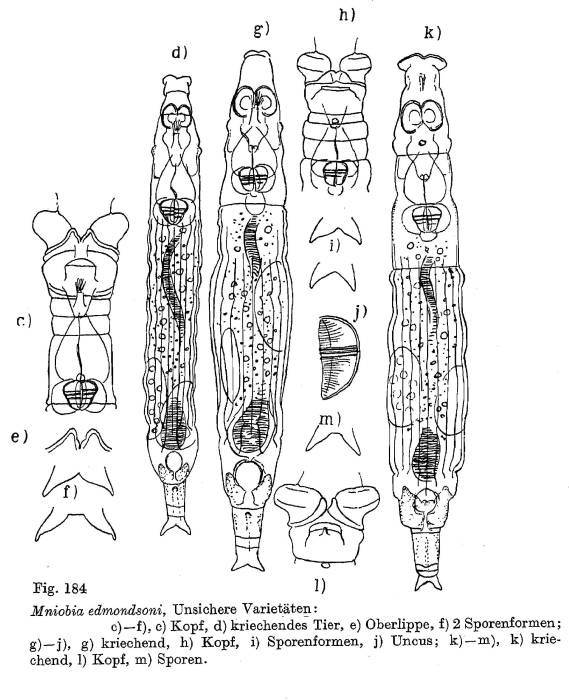 Mniobia edmondsoni Mniobia edmondsoni