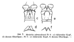 Mniobia edmondsoni