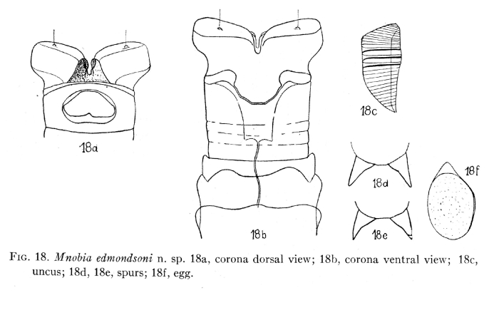 Mniobia edmondsoni - Original description image
