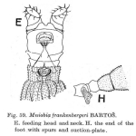 Mniobia frankenbergeri