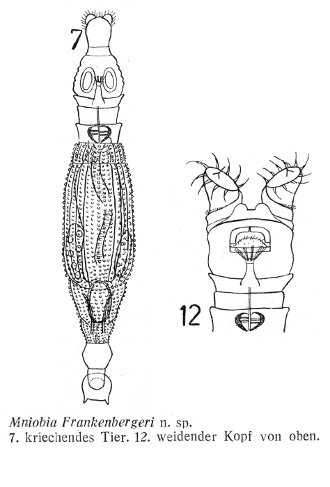 Mniobia frankenbergeri - Original description image