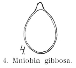 Mniobia gibbosa